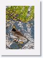 Horned Lark