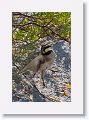 Horned Lark