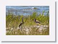 Willets