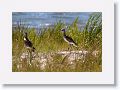 Willets
