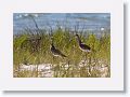 Willets