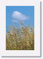 Sea Oats