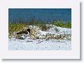 American Oystercatcher