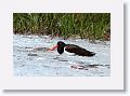 American Oystercatcher