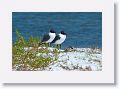 Black-headed Gulls