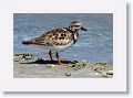 Rudy Turnstone