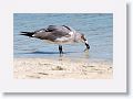 Laughing Gull