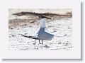 Sandwich Tern