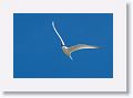Sandwich Tern