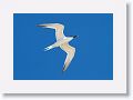 Sandwich Tern