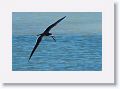 Black Skimmer