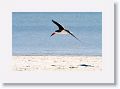 Black Skimmer