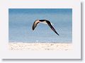 Black Skimmer