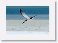 Black Skimmer