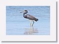Tri-colored Heron