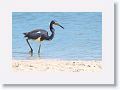 Tri-colored Heron