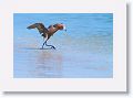 Reddish Egret