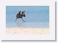 Reddish Egret