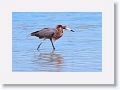 Reddish Egret