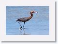 Reddish Egret
