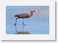 Reddish Egret