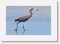 Reddish Egret
