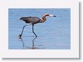 Reddish Egret