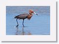 Reddish Egret