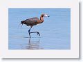 Reddish Egret