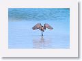 Reddish Egret