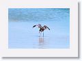 Reddish Egret