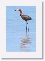 Reddish Egret