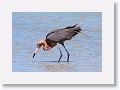Reddish Egret