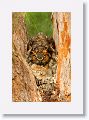 Great Horned Owl, female with 2 chicks on nest tree near North Beach shelter 6 in early morning light