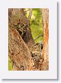 Great Horned Owl, female with 2 chicks on nest tree near North Beach shelter 6