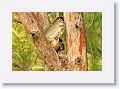 Great Horned Owl, female with 2 chicks on nest tree near North Beach shelter 6