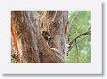 Great Horned Owl, female with 2 chicks on nest tree near North Beach shelter 6