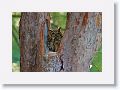 Great Horned Owl, female with 2 chicks on nest tree near North Beach shelter 6