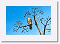 American Kestrel on dog beach