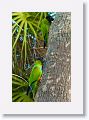 Black-hooded Parakeets