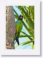 Black-hooded Parakeet