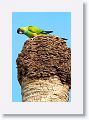 Black-hooded Parakeet