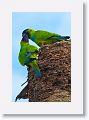 Black-hooded Parakeet courtship
