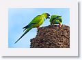 Black-hooded Parakeet courtship