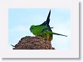 Black-hooded Parakeet mating