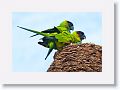 Black-hooded Parakeet mating