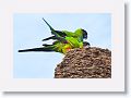 Black-hooded Parakeet mating