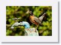 Robin at campsite drinking fountain