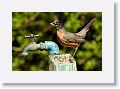 Robin at campsite drinking fountain