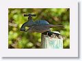 Gray Catbird at campsite drinking fountain